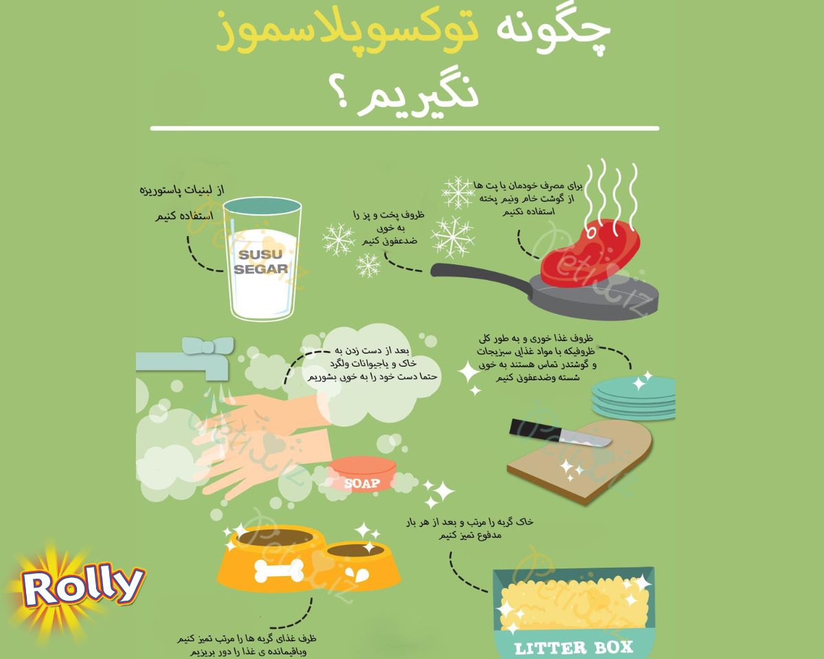 توکسوپلاسموز گربه