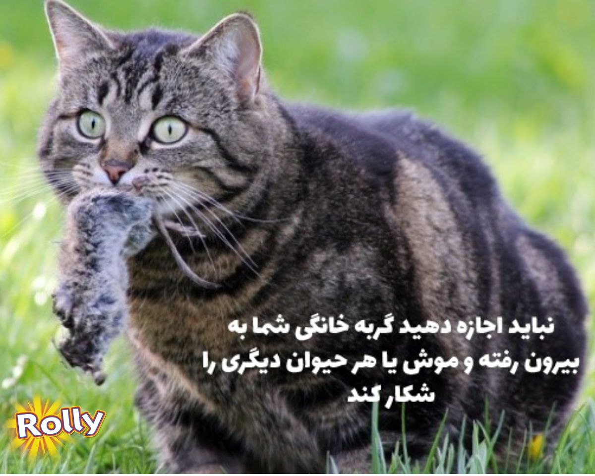 توکسوپلاسموزچگونه پخش میشود