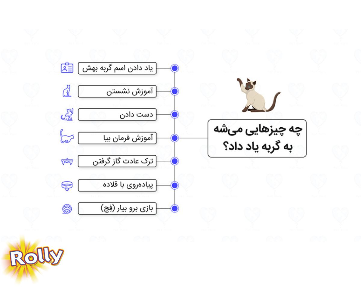 روش آموزش گربه
